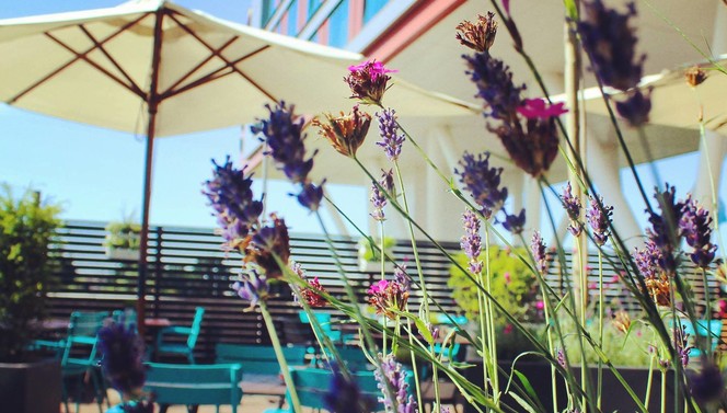 Lavendel en een parasol op het terras van Van der Valk Hotel Veenendaal